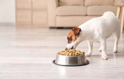 The-5-Best-High-Fiber-Dog-Foods-Reviews-and-Our-Top-Picks The Best High Fiber Dog Food