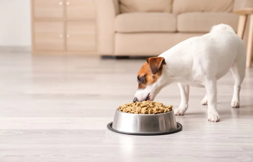 The-5-Best-High-Fiber-Dog-Foods-Reviews-and-Our-Top-Picks The Best High Fiber Dog Food