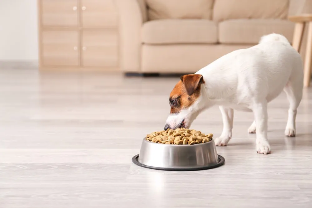 The Best High Fiber Dog Food
