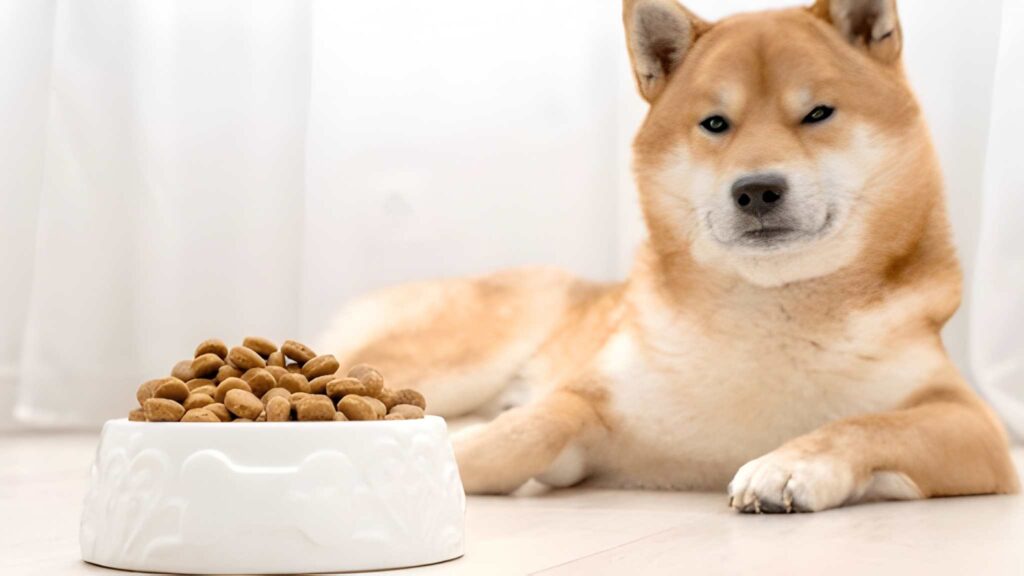 Best Dog Boarding Near Me Delhi Review