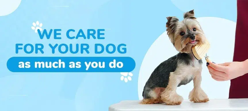 Dog-Boarding-in-Delhi Dog Boarding in Delhi