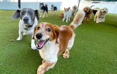 Dog-Day-care dog daycare in Delhi