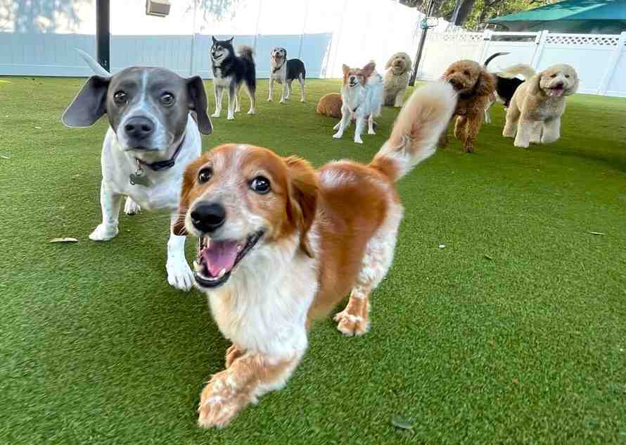 dog daycare in Delhi