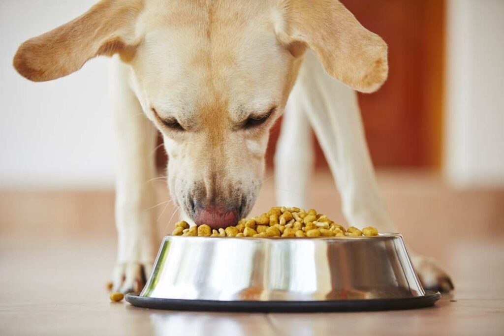 Dog-grooming-at-home-Delhi