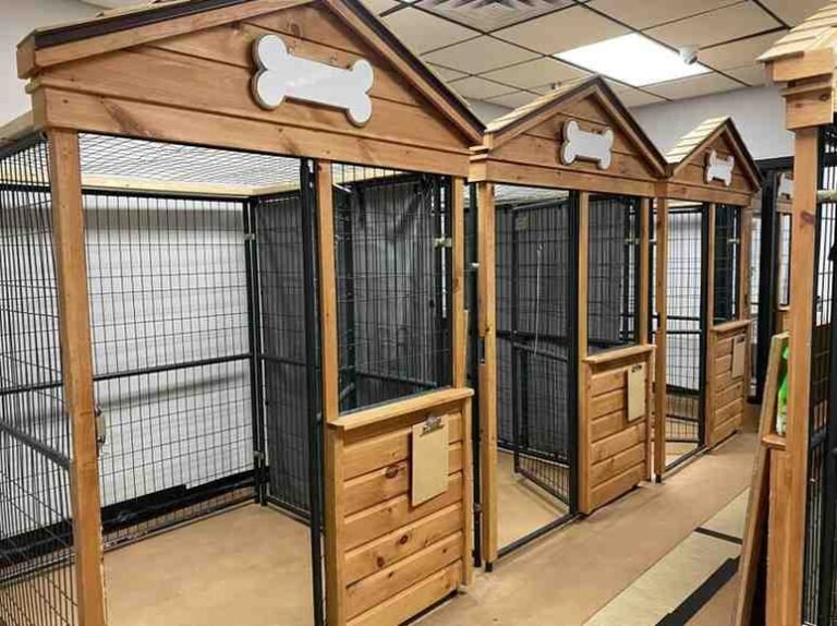 Pet Boarding near me delhi