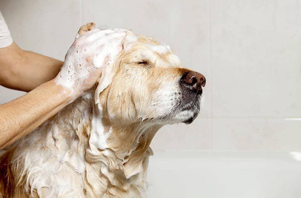 dog-grooming & spa