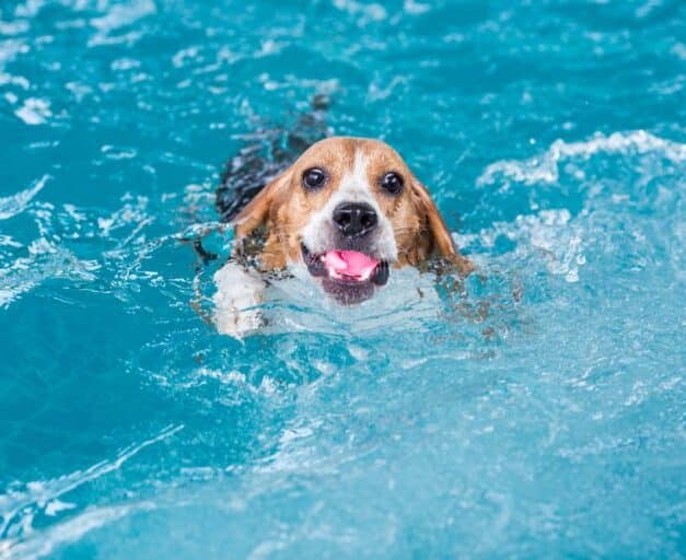 dog-in-swimming-pool-