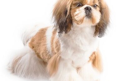 services_at_home Dog Grooming at Home in Delhi