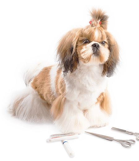 Dog Grooming at Home in Delhi