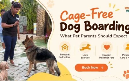 Cage-Free Dog Boarding What Pet Parents Should Expect Cage-Free Dog Boarding