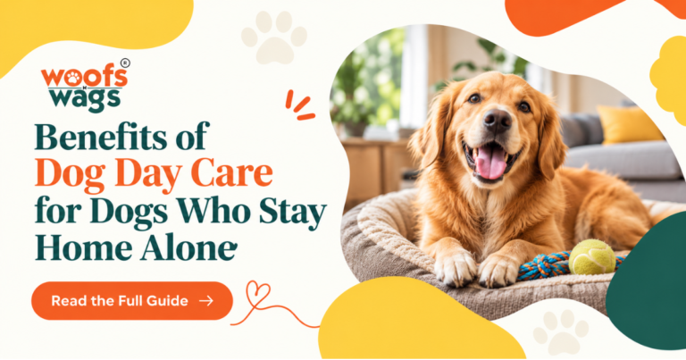 Home Alone No More: What Dog Day Care in Delhi Does for Your Dog