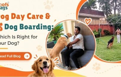 Dog Day Care vs Dog Boarding Which Is Right for Your Dog Dog Day Care vs Boarding in Delhi