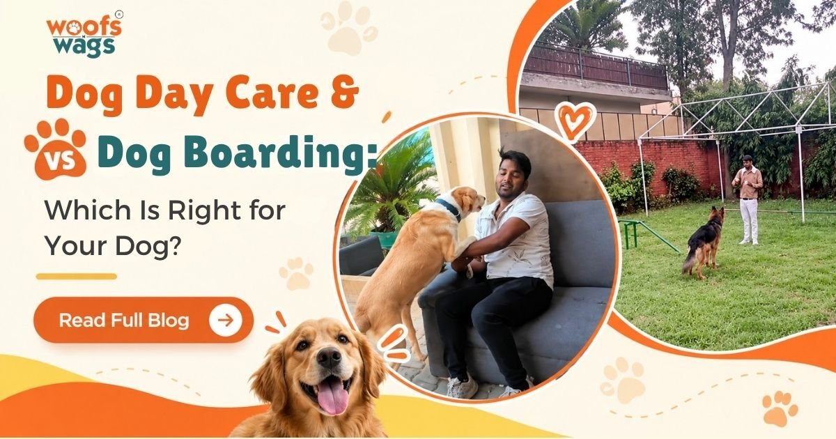 Dog Day Care vs Boarding in Delhi