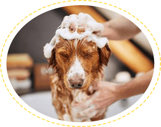 dog grooming in Delhi