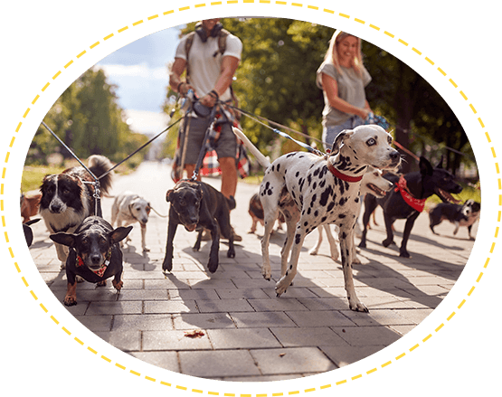 dog day care in delhi